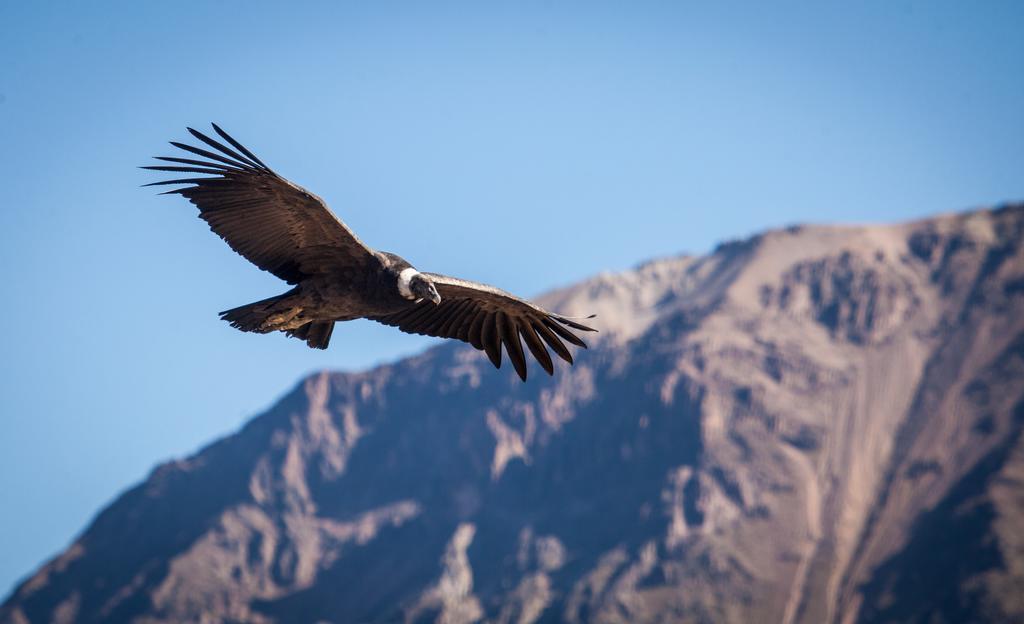 Eco Inn Colca Yanque Luaran gambar