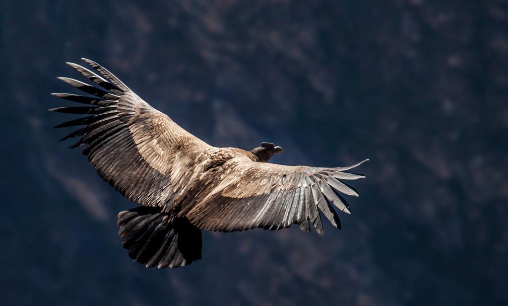 Eco Inn Colca Yanque Luaran gambar