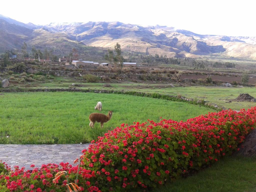 Eco Inn Colca Yanque Luaran gambar